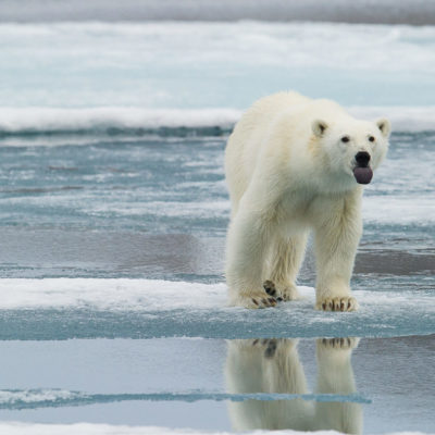 opplevelsesreise på Svalbard, Norge, nordmannsreiser, norden